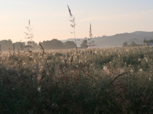 Pasmo Brzanki (okolice Siedlisk koło Tuchowa)