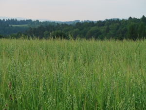 Ciężkowicko-Rożnowski Park Krajobrazowy