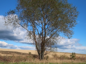 Ciężkowicko-Rożnowski Park Krajobrazowy