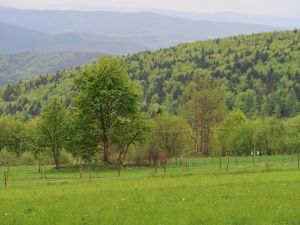 Okolice Parszywki