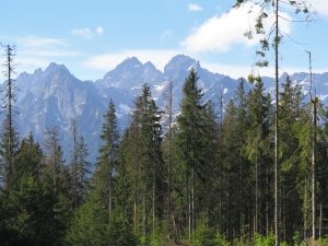 W drodze na Rusinową Polanę
