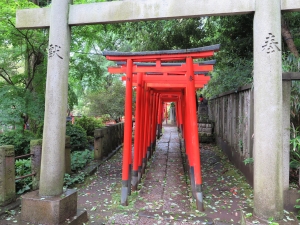Torii w świątyni Nezu-jinja w Tokio