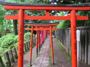 Torii w świątyni Nezu-jinja w Tokio