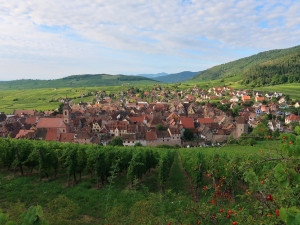 Winnice nad Riquewihr