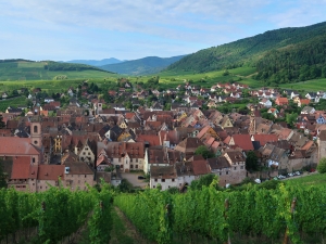 Winnice nad Riquewihr
