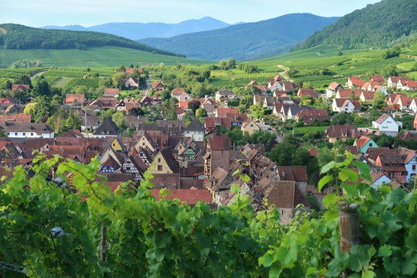 Widok na Riquewihr, Alzacja Francja