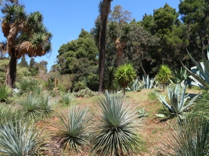 Ogród botaniczny na Lokrum