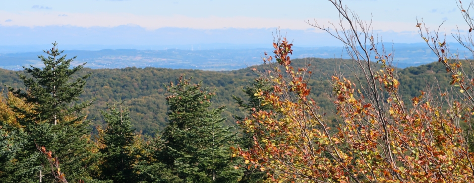 Na Ferdel z Wapiennego