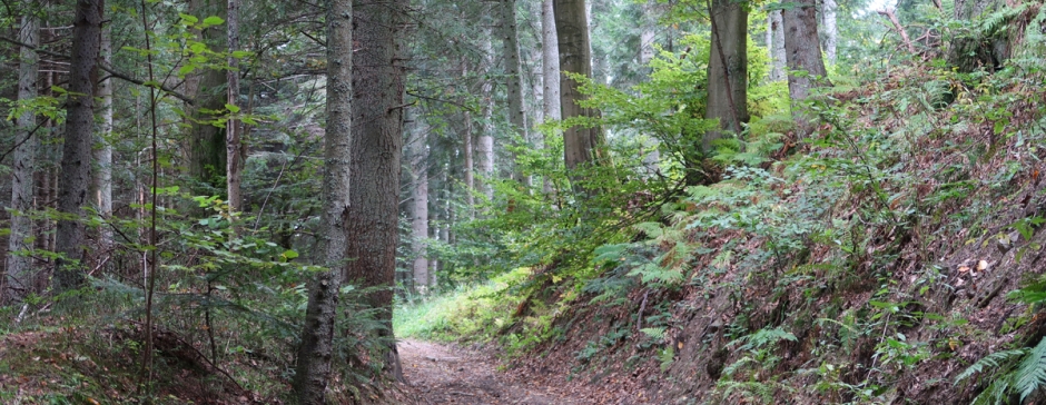 Z Muszyny do Powroźnika