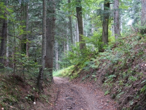 Z Muszyny do Powroźnika