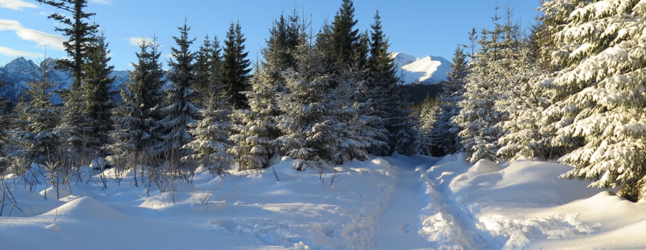 Rusinowa Polana z Wierch Porońca